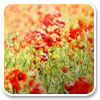 Logo Poppy Windows 7 Theme Ícone Logo Poppy Windows 7 Theme Ícone