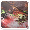 Logo Alien Shooter 2 - Reloaded Ícone Logo Alien Shooter 2 - Reloaded Ícone