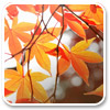 Logo MSN Wallpaper and Screensaver Pack: Autumn Ícone Logo MSN Wallpaper and Screensaver Pack: Autumn Ícone