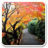 Logo Autumn Road Windows 7 Theme Ícone Logo Autumn Road Windows 7 Theme Ícone