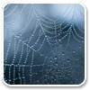Logo Webs & Waterdrops theme Ícone Logo Webs & Waterdrops theme Ícone