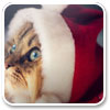 Logo Cute Santa Claus Windows 7 Theme Ícone Logo Cute Santa Claus Windows 7 Theme Ícone