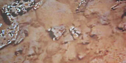 Imagem de: Alienígenas: estamos mais próximos de conhecê-los?