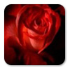 Logo Roses Theme Ícone Logo Roses Theme Ícone