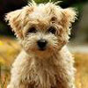 Logo Cute Dogs Windows 7 Theme Ícone Logo Cute Dogs Windows 7 Theme Ícone