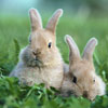 Logo Bunnies Theme Ícone Logo Bunnies Theme Ícone