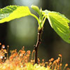 Logo Saplings Theme Ícone Logo Saplings Theme Ícone