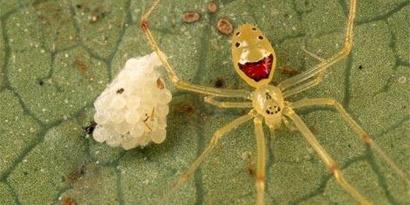 Imagem de: Medo de aranhas? Confira algumas das mais bizarras do mundo