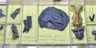 Imagem de: Um dos nossos ancestrais mais antigos tinha cabeça de tubarão