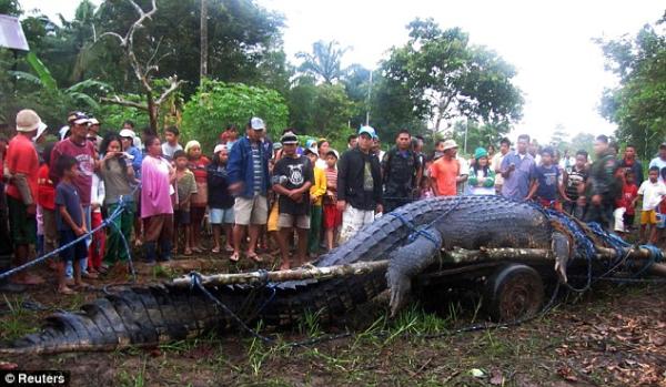Guinness Book: maior crocodilo do mundo é capturado nas Filipinas - Mega  Curioso