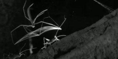 Imagem de: Equipe da BBC flagra aranha caçando com rede