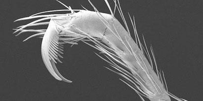 Imagem de: Descoberta nova família de aranhas com garras de velociraptor