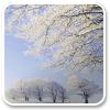 Logo Winter Trees Windows 7 Theme Ícone Logo Winter Trees Windows 7 Theme Ícone