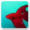 Logo Coral Reef Aquarium 3D Ícone Logo Coral Reef Aquarium 3D Ícone