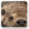 Logo National Geographic: Picture of the Day on Google Ícone Logo National Geographic: Picture of the Day on Google Ícone