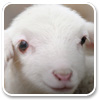 Logo Innocent Animal Faces Windows 7 Theme Ícone Logo Innocent Animal Faces Windows 7 Theme Ícone