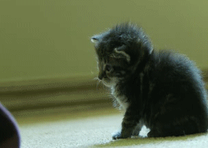 30531791311175633.gif