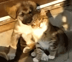 30531791311181151.gif