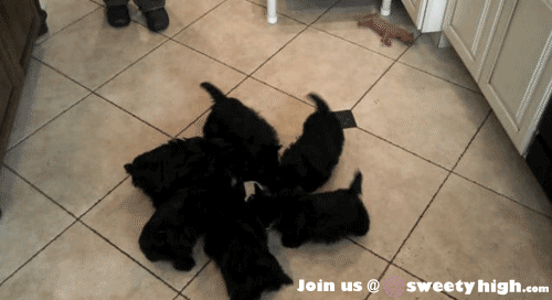 3053179131118932.gif