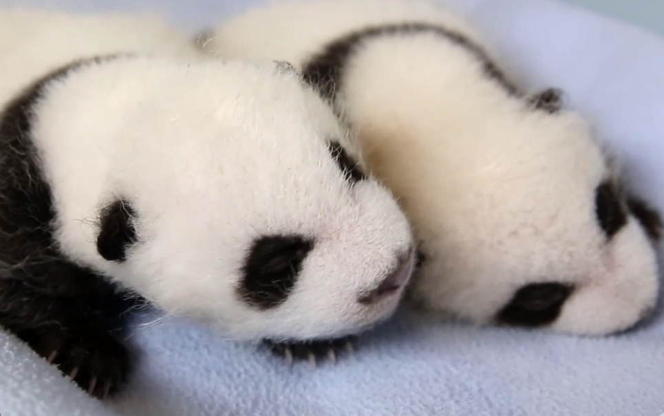 Veja os 100 primeiros dias de vida de dois ursos-panda em um vídeo incrível