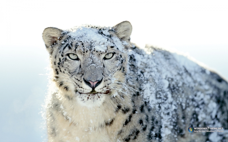 safari 5.1.10 for snow leopard windows