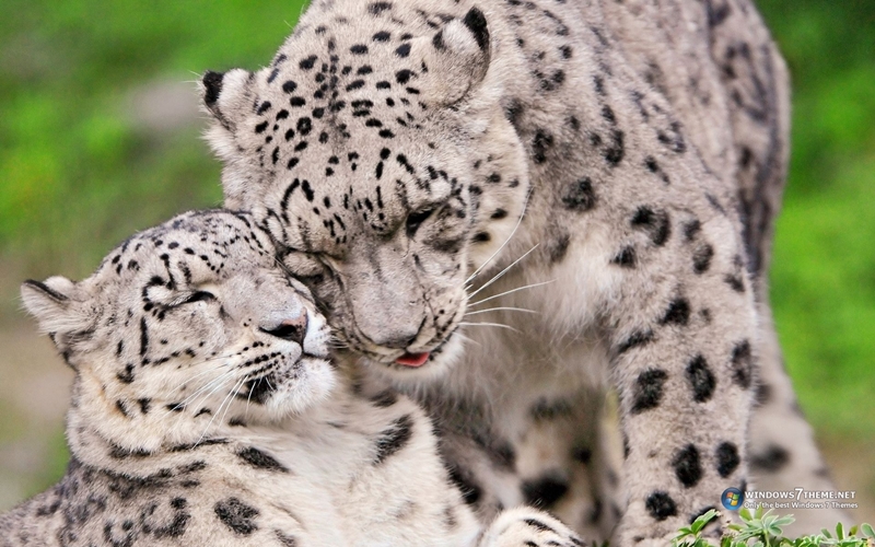 safari 5.1.10 for snow leopard windows