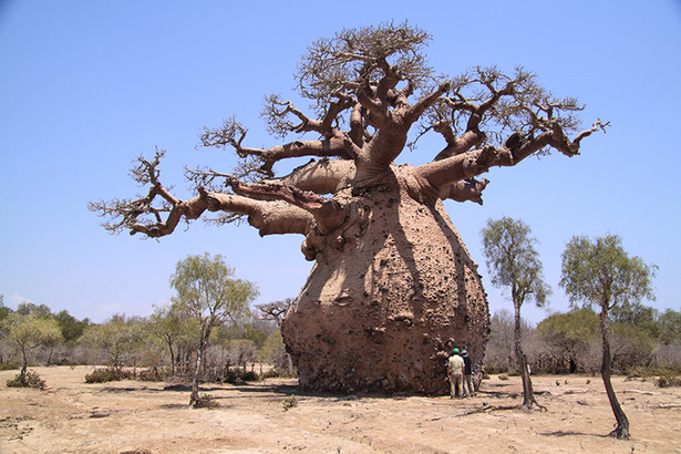 Resultado de imagem para Avenida dos Baobás Madagascar