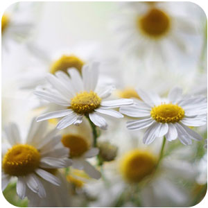 Logo Beautiful Blossoms theme Ícone Logo Beautiful Blossoms theme Ícone