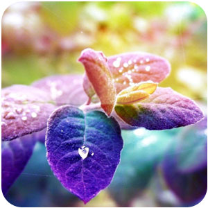 Logo Colorful Leaves Windows 7 Theme Ícone Logo Colorful Leaves Windows 7 Theme Ícone