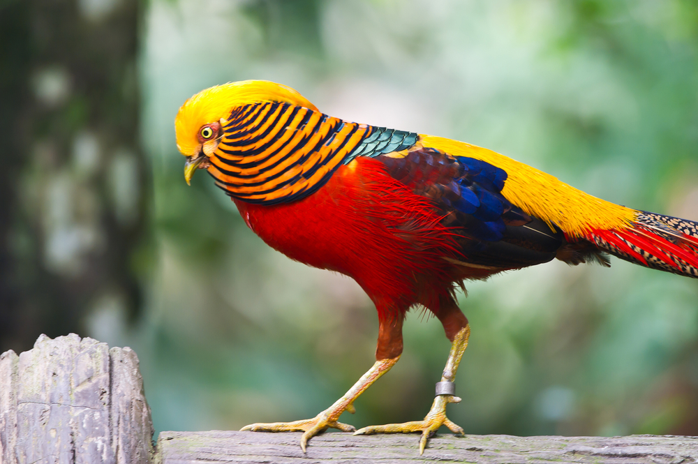 Conheça alguns dos animais mais coloridos da natureza [galeria] - Mega ...