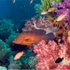 Logo Coral Fish Windows 7 Theme Ícone Logo Coral Fish Windows 7 Theme Ícone