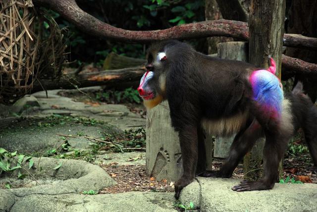 Por que é que os bumbuns de alguns macacos são tão coloridos? - Mega