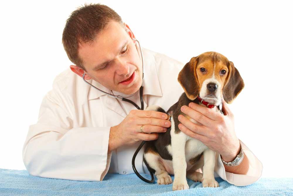 Do Dogs Get Sick After Shots Do Dogs Get Sick After Shots
