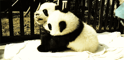 13 GIFs provam que os pandas são fofos - Mega Curioso