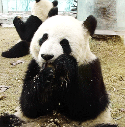 13 GIFs provam que os pandas são fofos - Mega Curioso