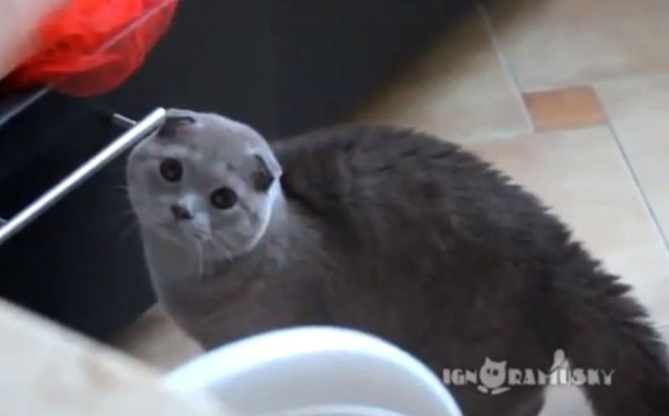Gatinho é flagrado mexendo em uma gaveta e faz cara de culpado [vídeo]
