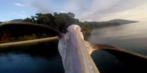 Imagem de: Câmera GoPro captura pelicano aprendendo a voar em lindo vídeo