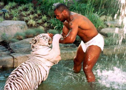 Resultado de imagem para mike tyson tigres