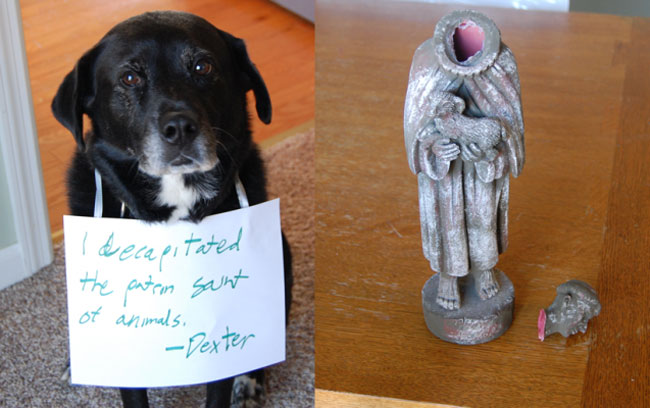 Dog Shaming