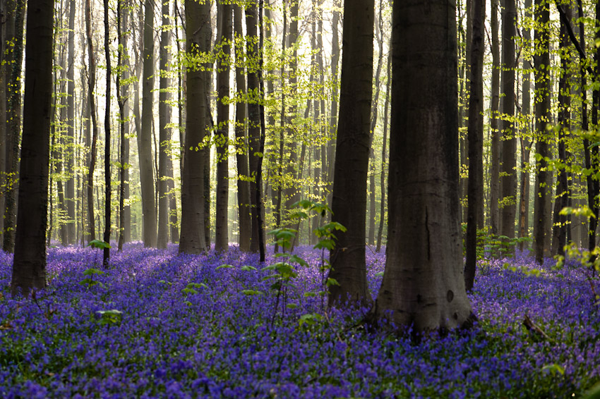 Hallerbos