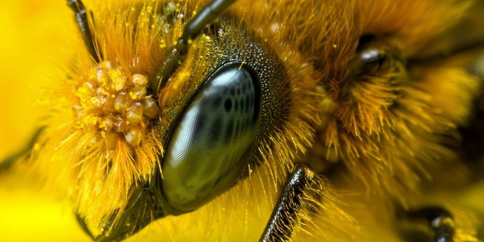 Imagem de: Abelhas em câmera lenta: a coisa mais impressionante do dia [vídeo]