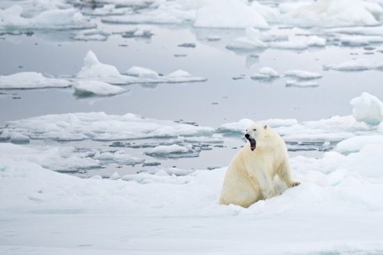 21 CURIOSIDADES SOBRE ANIMAIS QUE VOCÊ NÃO SABIA