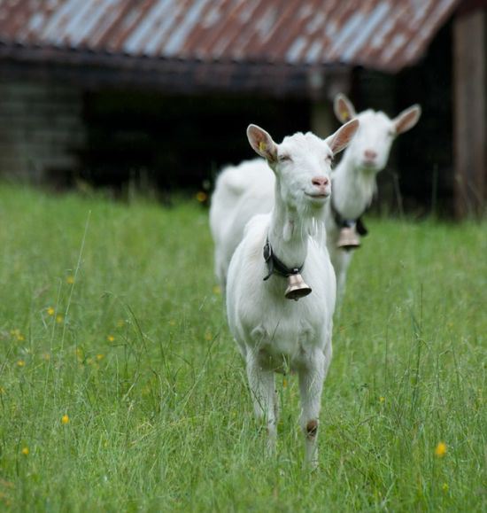 21 CURIOSIDADES SOBRE ANIMAIS QUE VOCÊ NÃO SABIA