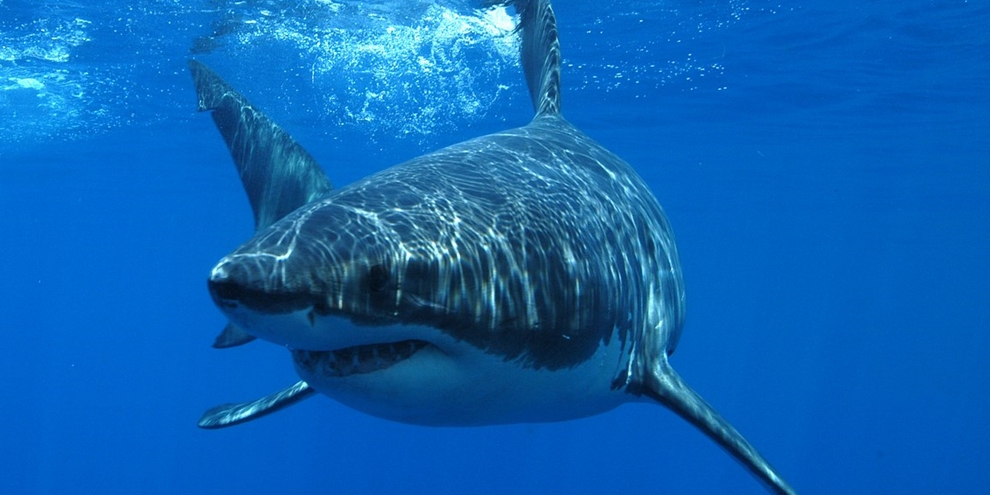 Imagem de: Tubarões adoram abocanhar cabos de fibra ótica, diz Google [vídeo]