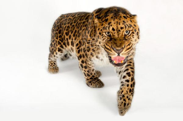 Leopardo-de-amur