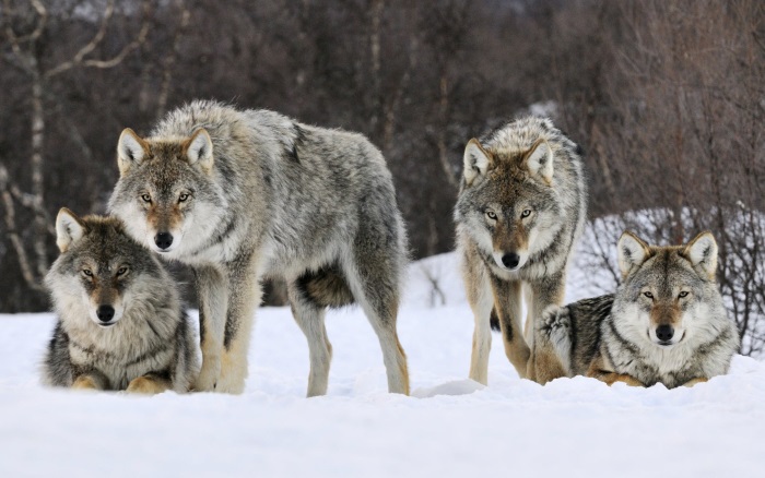 Resultado de imagem para o lobo não é um animal perigoso