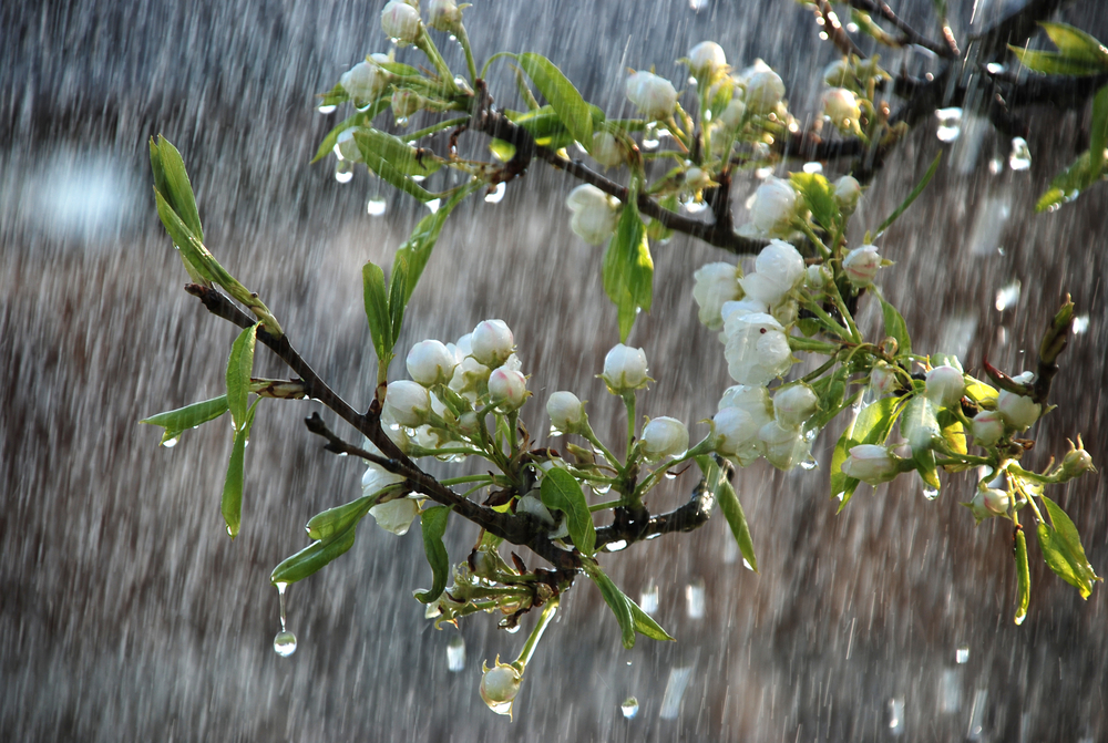 A Terra Roga Pela Chuva A Terra Roga Pela Chuva