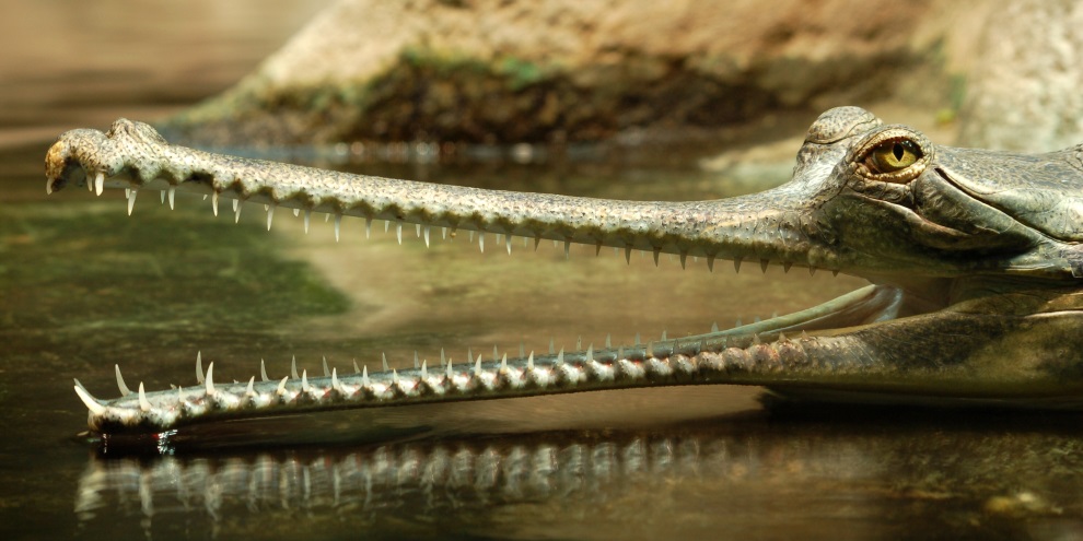 9 dos répteis mais incríveis e bizarros do planeta 