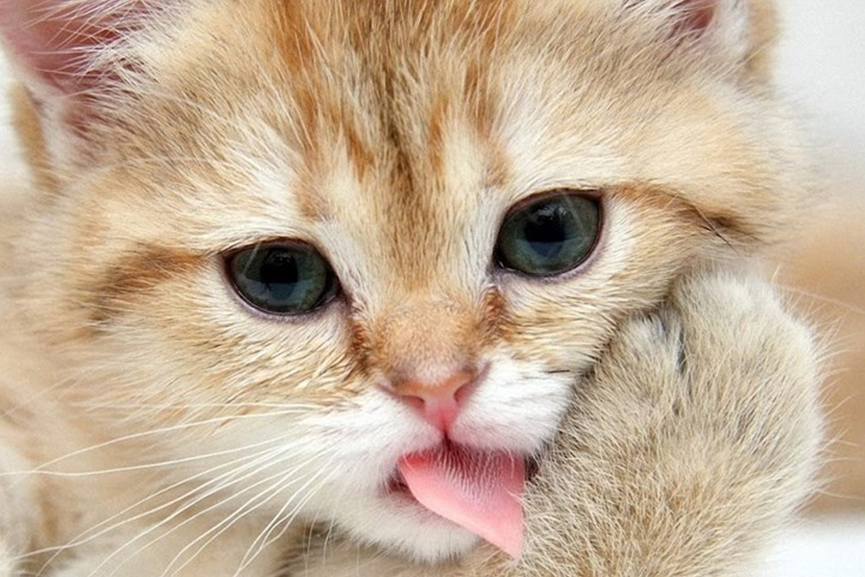 Imagem de: Gatos estão dominando o Google Maps! Imagem de felino aparece na Oceania