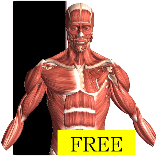 Logo Visual Anatomy Free Ícone Logo Visual Anatomy Free Ícone